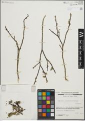 Foto von Salix himalayensis (Andersson) Flod.